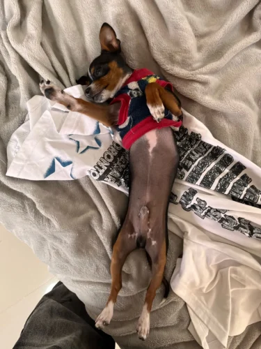 Protective Acrylic Case For Labubu V1/v2/v3  Transparent Portable Organizer Box Mystery Box Storage Case Display Bag photo review